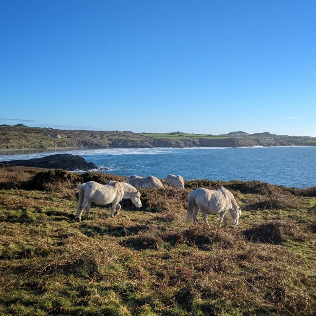 This is your sign to go 'seahorse' spotting in Pembrokeshire...🐴🌊✨

📍Whitesands Bay, 26.6 miles from Bluestone. 

#Pembrokeshire #WelcomeToOurNeighbourhood #VisitPembrokeshire #EasterBreak #PembrokeshireCoast #MyBluestoneBreak #FreeRangeFun