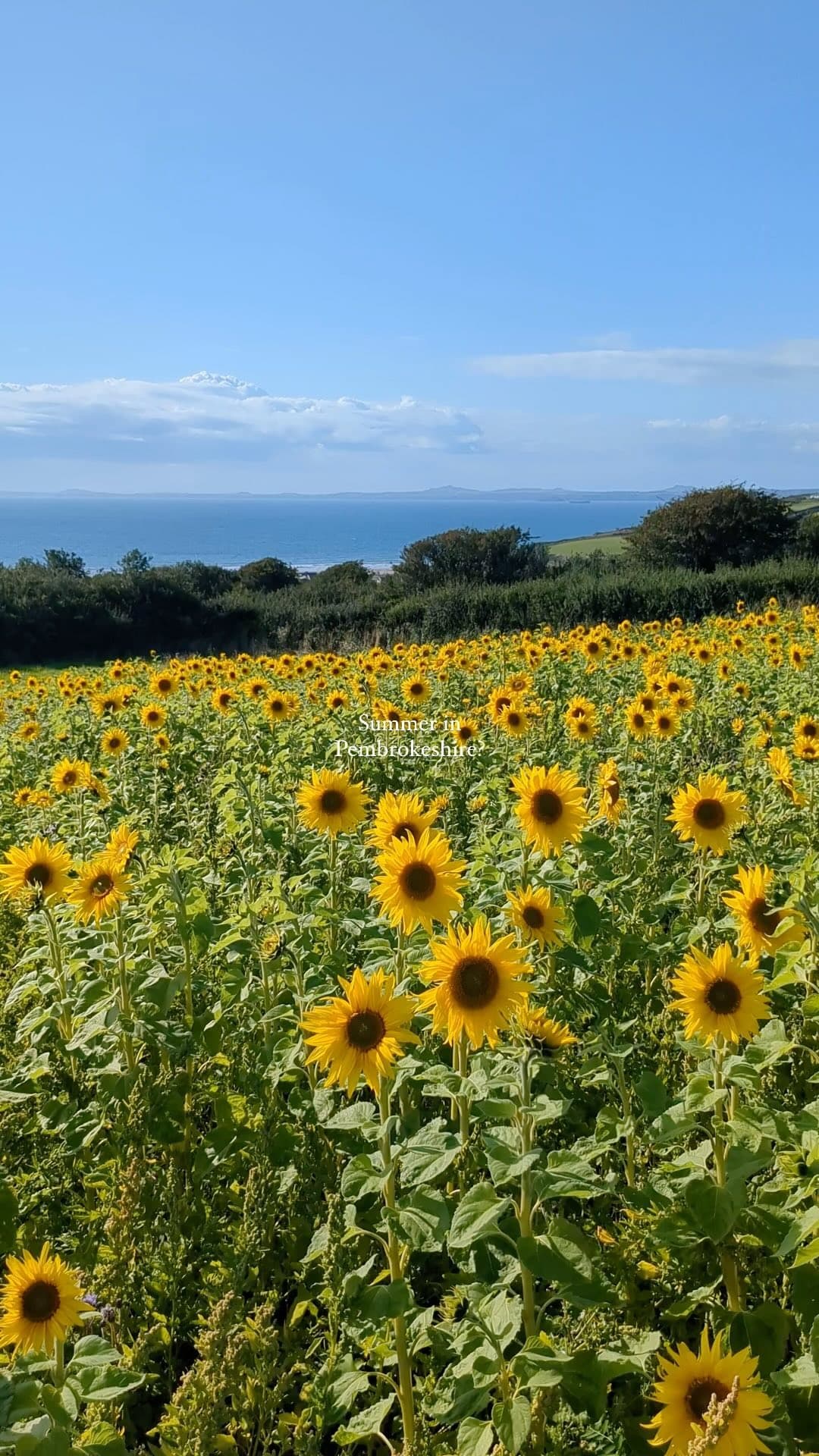 There’s nowhere we’d rather be… 🌊🌻🐚

Escape to the coast this summer, link in our bio 🌞

#summerbreaks #toddlerbreaks #visitpembrokeshire #visitwales #pembrokeshire